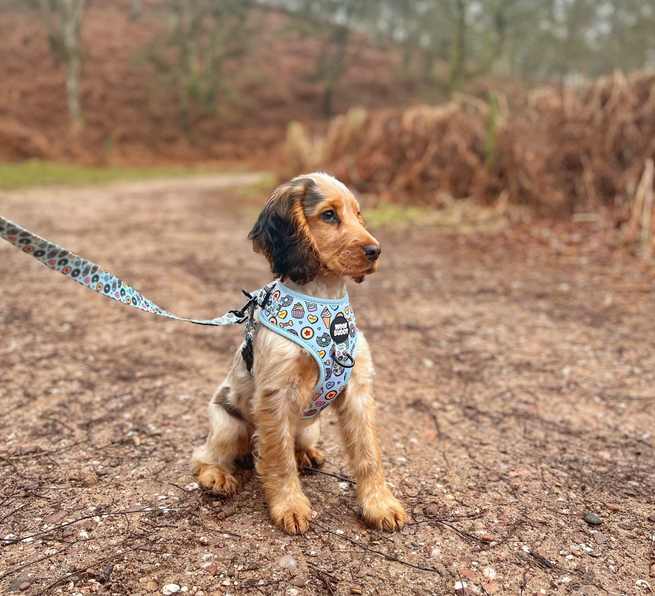 Some Buddy Loves You Harness + Lead Set