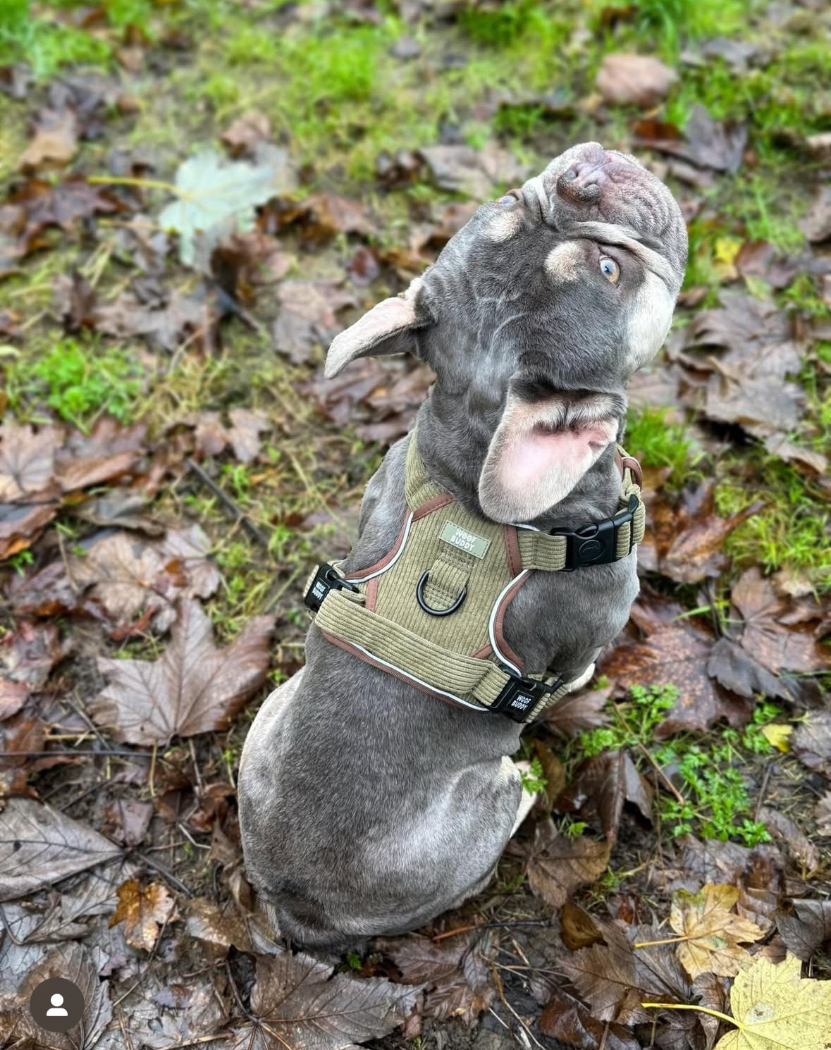 Trail Buddy Adjustable Tough Harness