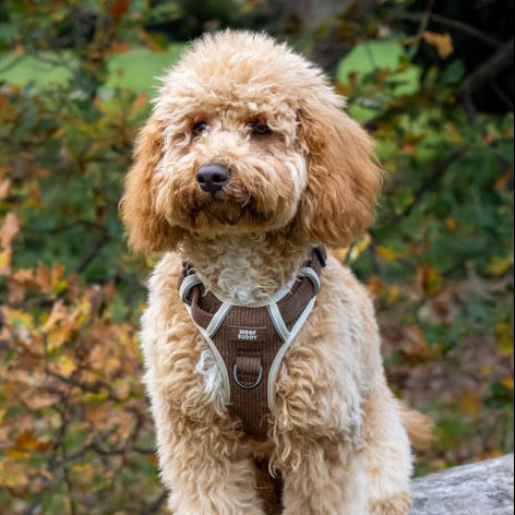 Forest Paws Adjustable  Tough Harness