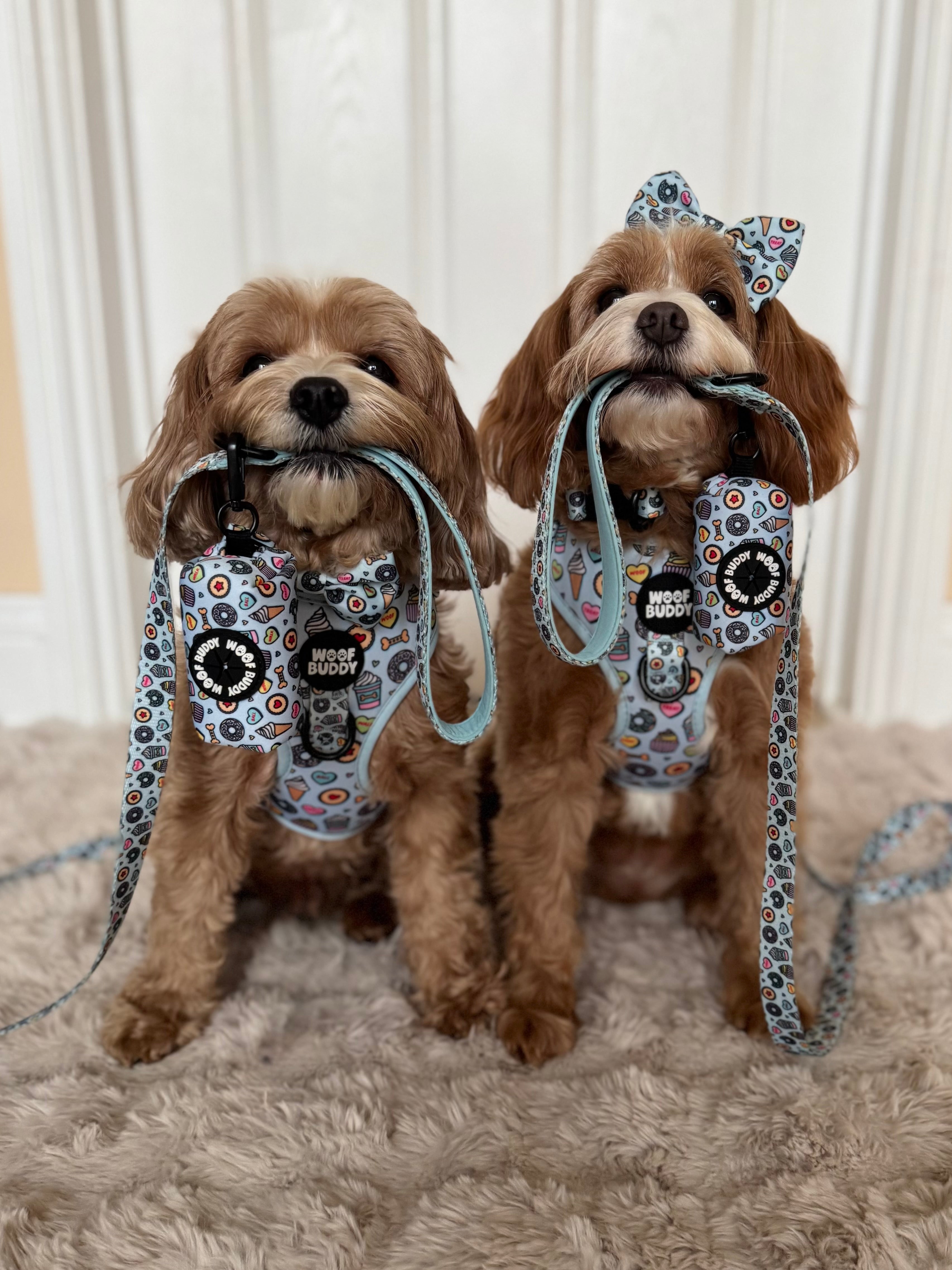 Some Buddy Loves You Dog Lead