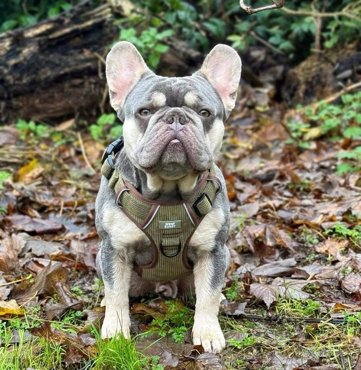 Trail Buddy Adjustable Tough Harness