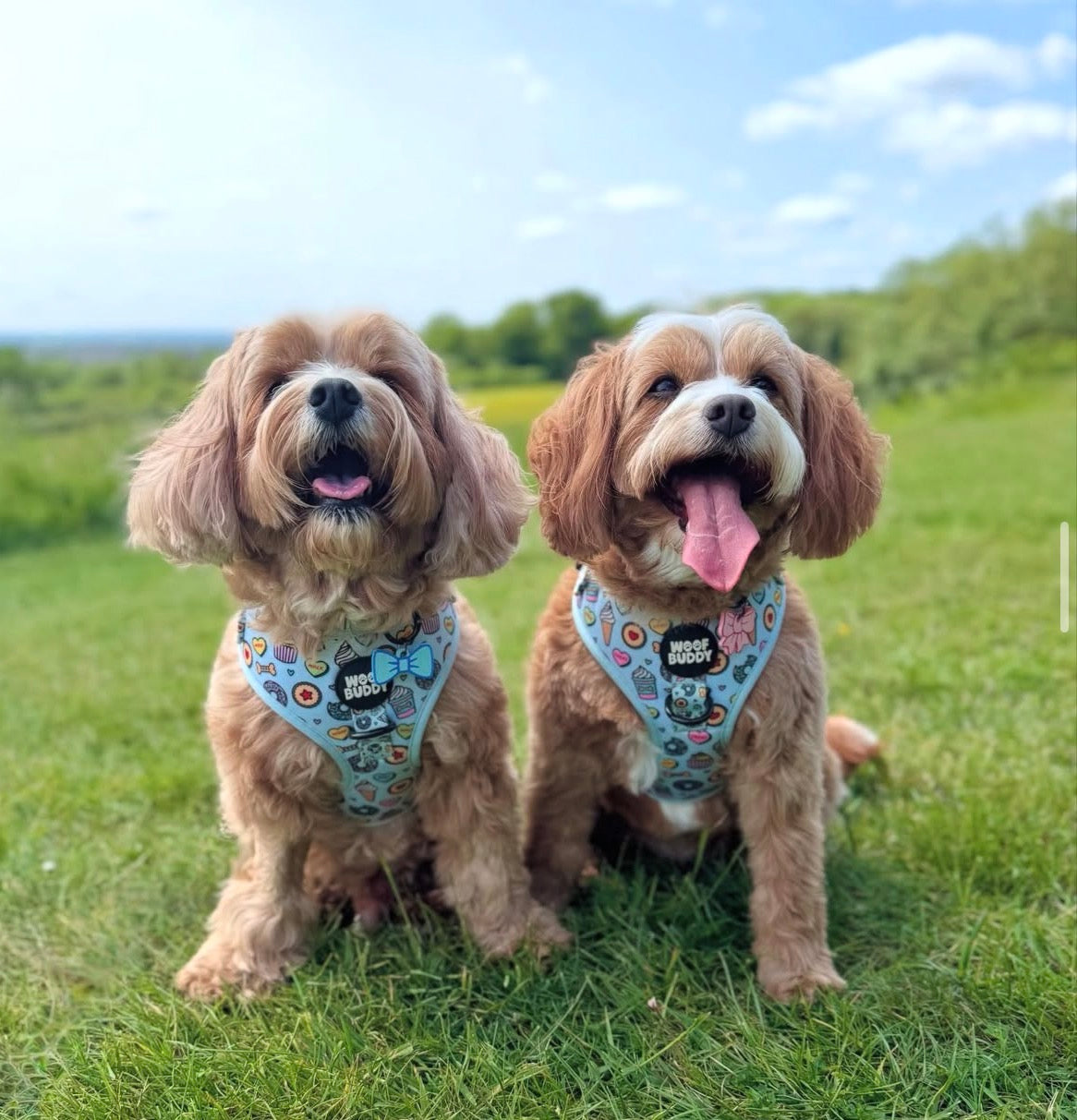 Some Buddy Loves You Adjustable Dog Harness